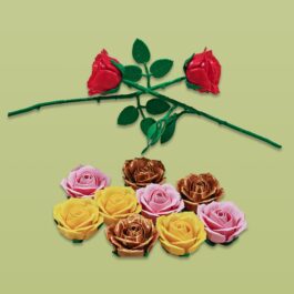 Roses – Multiple color